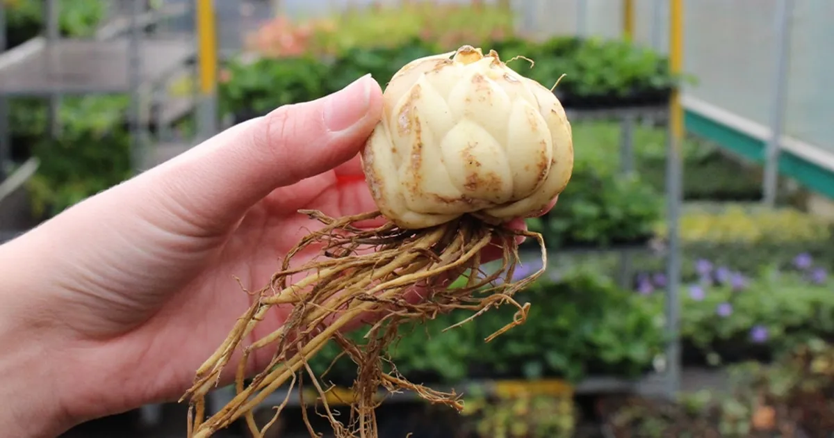 Có thể bảo quản lạnh hoặc đông lạnh củ hoa ly