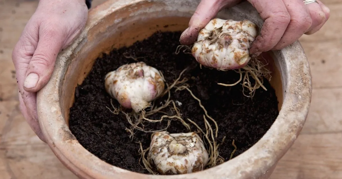 Khi trồng, nên đặt phần nhọn của củ hướng lên