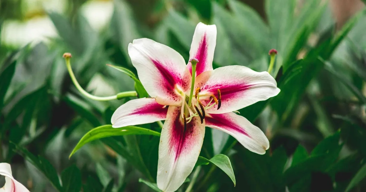 Củ cần được phá ngủ trước khi trồng lại