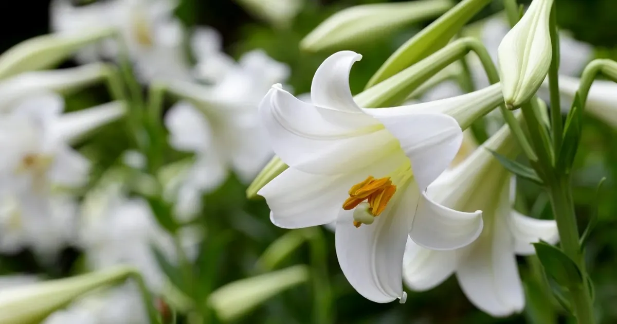 Trồng lại hoa ly sau Tết như thế nào?