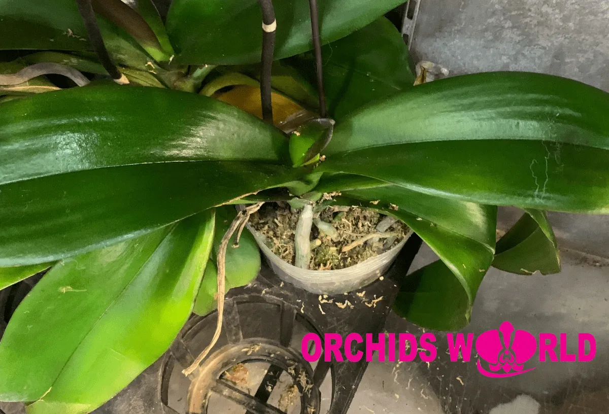 Xử lý rễ lan hồ điệp trước khi trồng lại