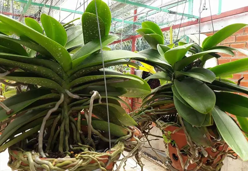 Trồng Lan Bằng Xơ Dừa Tươi Hay Khô: Hướng Dẫn Chi Tiết Để Lan Phát Triển Vượt Trội