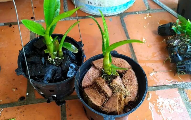 Những Hạn Chế Cần Lưu Ý Khi Trồng Lan Bằng Xơ Dừa