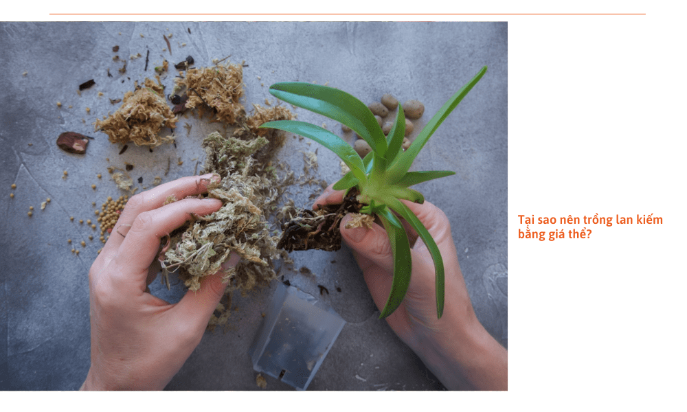 trong-lan-kiem-bang-gia-the-gi