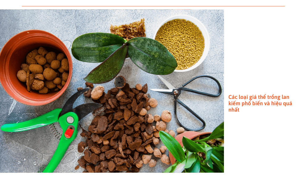 trong-lan-kiem-bang-gia-the-gi