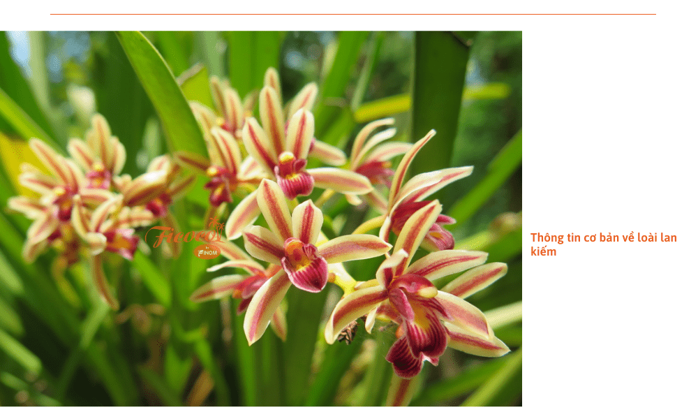 trong-lan-kiem-bang-gia-the-gi