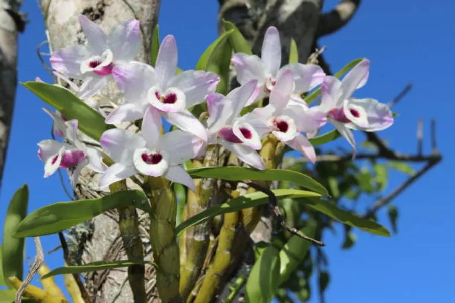 Kỹ thuật ghép phong lan vào thân gỗ cây rừng