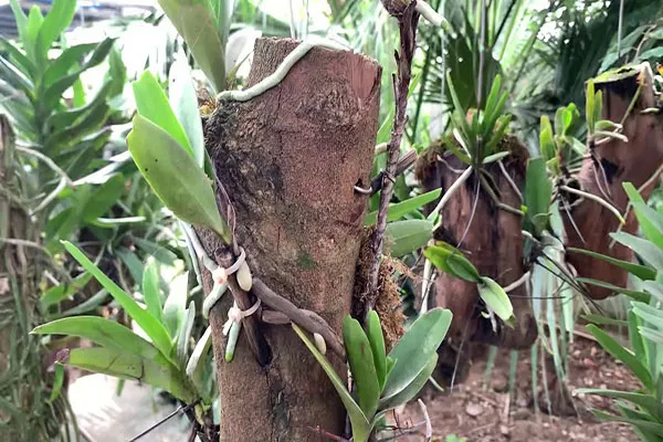 Trồng lan trên thân cây khô đã qua xử lý nấm bệnh và mối mọt