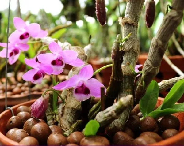 Viên đất nung mang lại sự sạch sẽ và độ thông thoáng tối ưu cho các loại lan