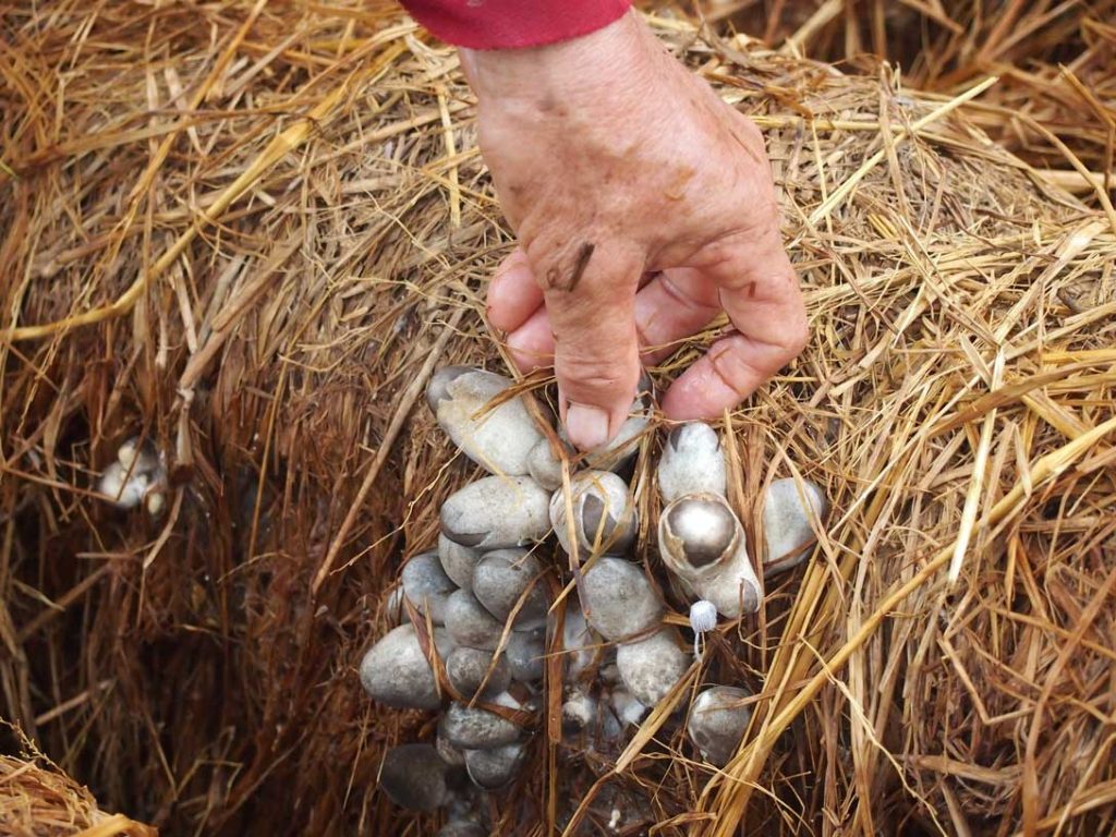 Trồng Nấm Rơm Trong Bịch Giá Thể: Hướng Dẫn Chi Tiết Để Có Năng Suất Vượt Trội