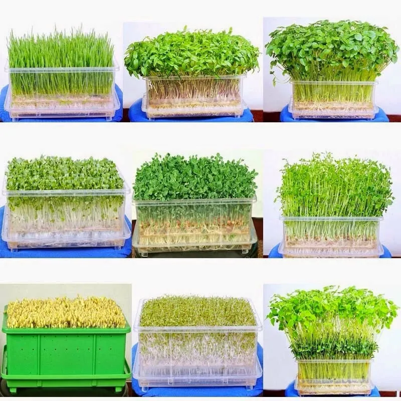 Cách trồng rau mầm sạch bằng bông gòn tại nhà, Bông Gòn Như Phương