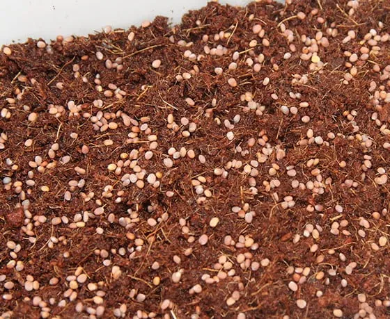 Khay trồng rau mầm với hạt giống được gieo đều trên lớp xơ dừa