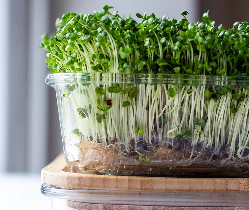 Cách trồng rau mầm bằng xơ dừa