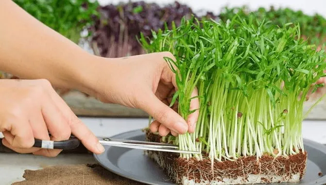 Người trồng đang thu hoạch những mẻ rau mầm xanh tươi trên giá thể xơ dừa