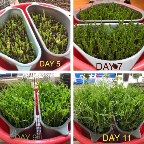 Trồng rau mầm đậu hà lan bằng viên đất nung LECA