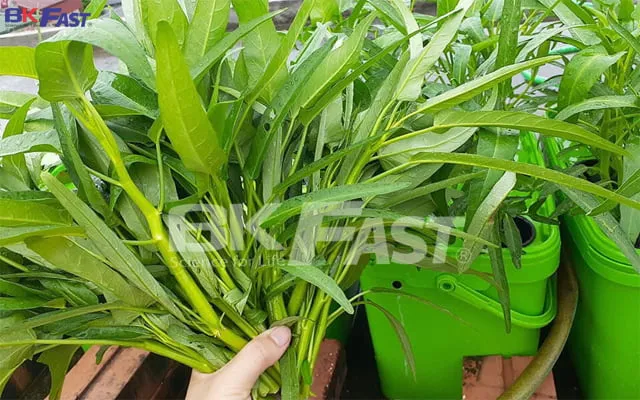 Trồng rau muống theo phương pháp thủy canh BKFast