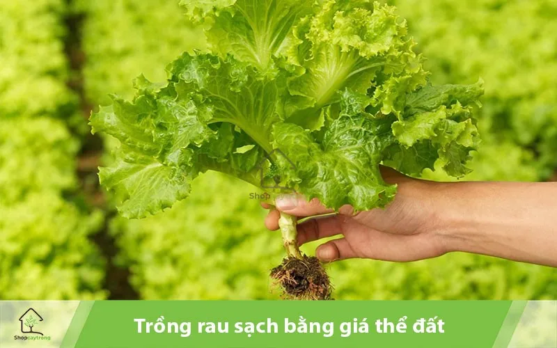 Nên bổ sung các chất dinh dưỡng cho giá thể đất trồng rau