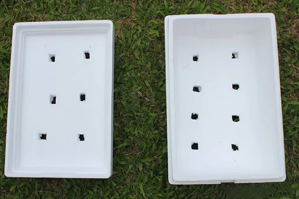 trồng rau thùng xốp