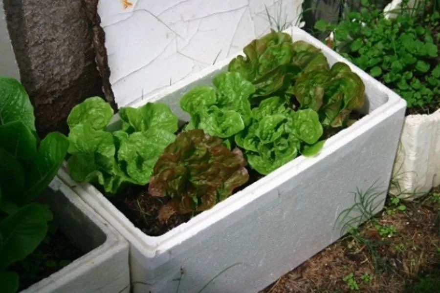 trong-rau-trong-thung-xop