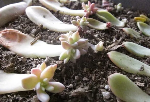 trồng sen đá phật bà bằng phương pháp giâm lá