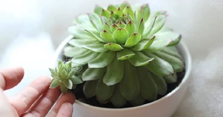 trồng sen đá phật bà bằng phương pháp tách cây con