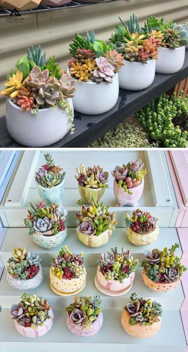 Chậu tiểu cảnh sen đá để bàn đơn giản, decor đẹp mắt