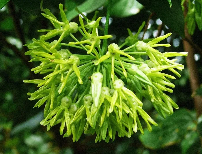 Kỹ thuật trồng cây hoa Thiên lý và mẹo để hoa nở nhiều qua các năm - ảnh 1