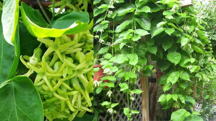 Thiên lý có nhiều công dụng