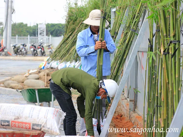 Trồng trúc cần câu