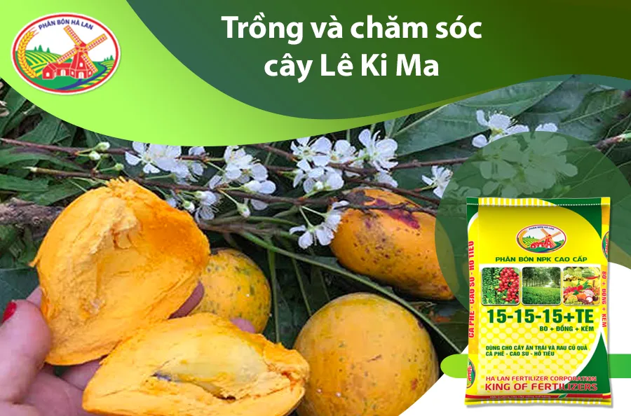 Kỹ thuật trồng và chăm sóc cây lê ki ma chuẩn chuyên gia