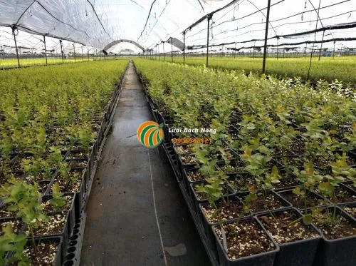 Trồng việt quất trong nhà lưới