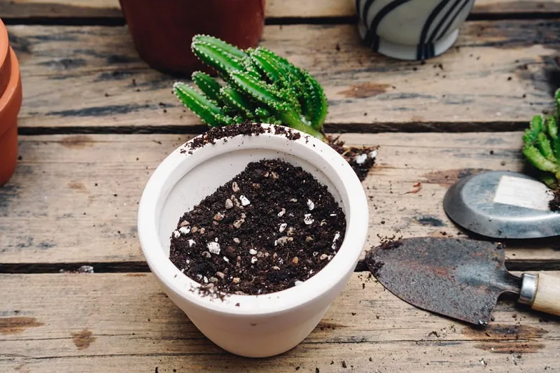 Trộn đất thoát nước tốt là kỹ thuật quan trọng trong cách chăm cây xương rồng