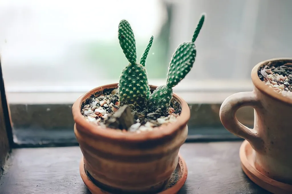 Các phương pháp nhân giống xương rồng phổ biến nhất hiện nay