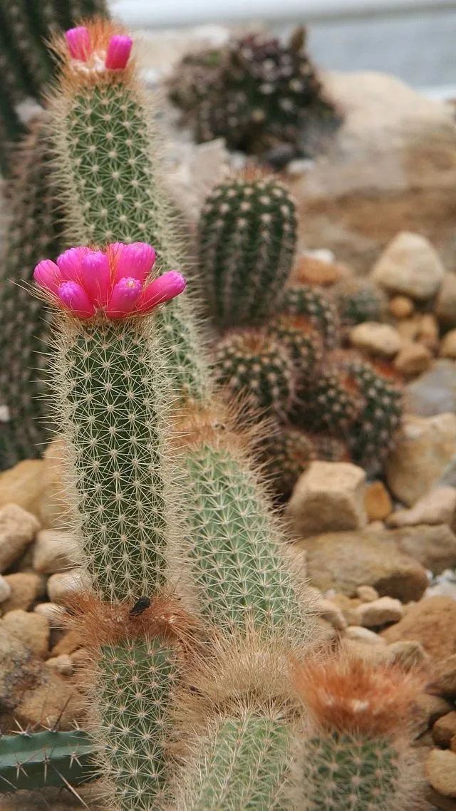 Vẻ đẹp độc đáo của xương rồng Arrojadoa khi nở hoa rực rỡ