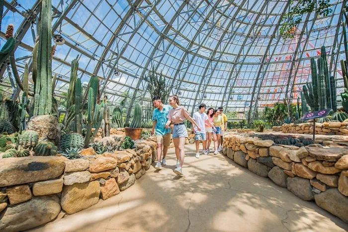 Bộ sưu tập xương rồng khổng lồ thu hút người yêu cây cảnh