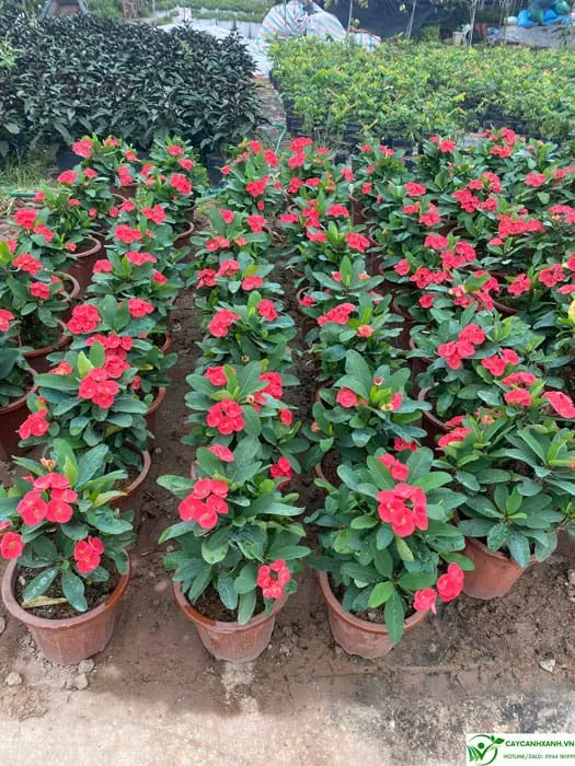 Hướng dẫn trồng và chăm sóc cây xương rồng bát tiên