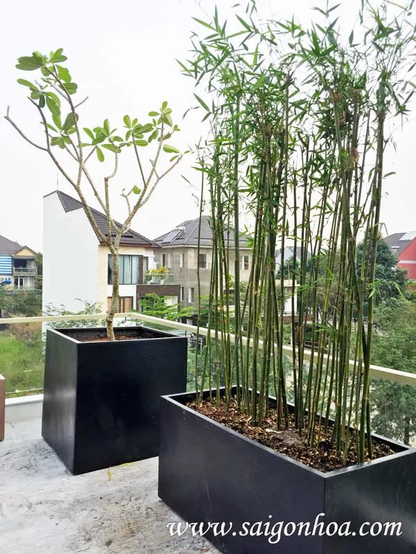 Trúc cần câu trồng sân thượng