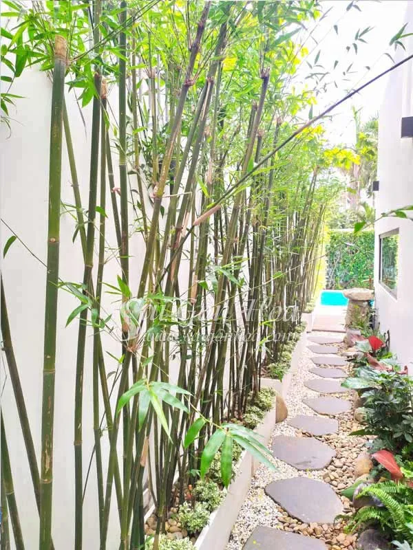 Trúc cần câu trang trí lối đi