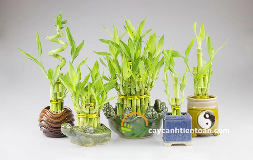 Các Loại Cây Trúc Cảnh Trồng Trong Nhà Ấn Tượng Nhất