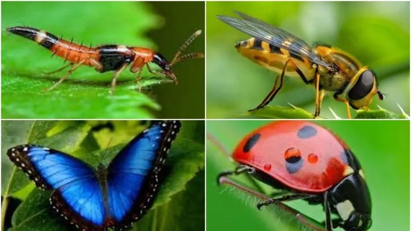 Đa phần côn trùng sẽ gây hại cho sức khỏe cơ thể