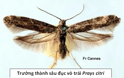 Sâu đục vỏ quả Prays citri