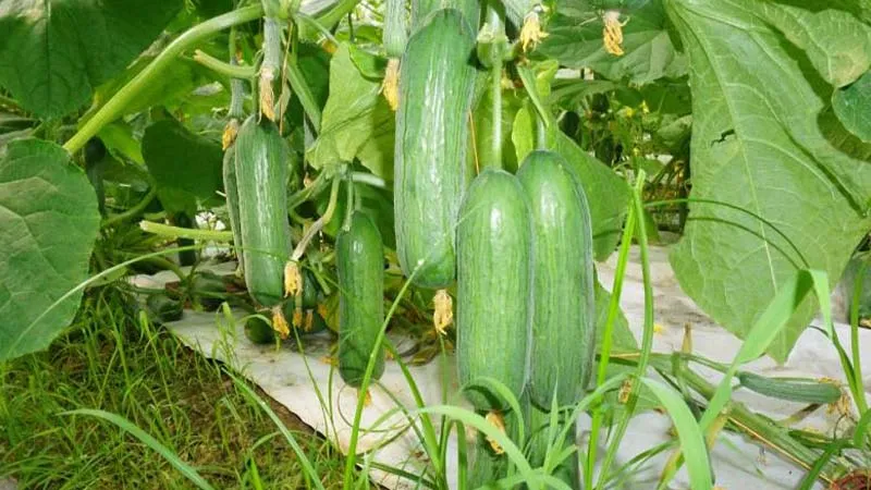 Cây dưa leo sau khi trồng khoảng 60 - 80 ngày