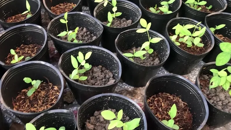 Các bước gieo trồng hoa đậu biếc từ hạt