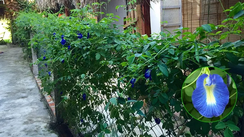 Lắp giàn leo cho cây đậu biếc phát triển