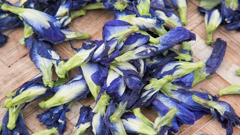 Thu hoạch và bảo quản hoa đậu biếc đúng cách