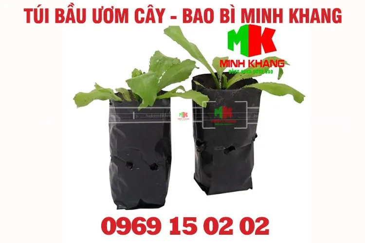 Ưu điểm của túi bầu ươm cây trong việc bảo vệ bộ rễ và giữ ẩm