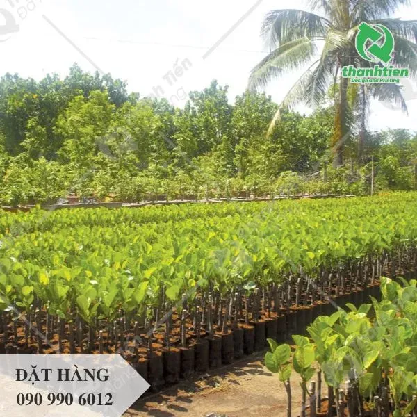 Túi ươm cây giống kích thước nhỏ giá tốt tại xưởng