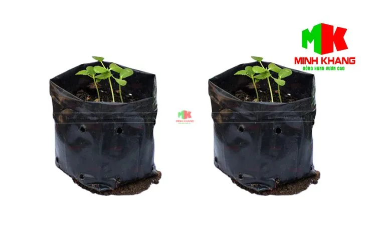 Ứng dụng túi ươm cây giống đa dạng từ cây hoa đến cây ăn trái