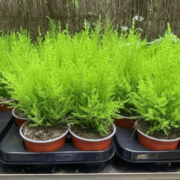 Cây tùng thơm dạng lá kim xanh mướt