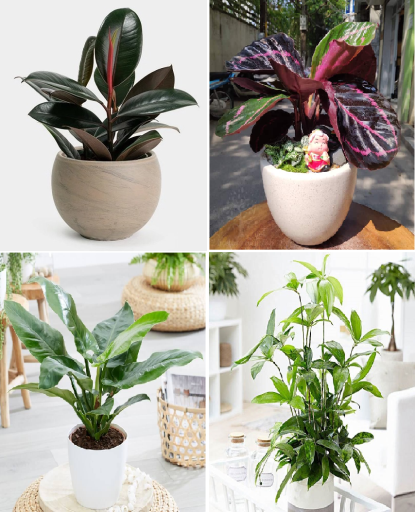 Tuổi Bính Thìn 1976 Nên Trồng Cây Gì Trong Nhà? Kích Hoạt Tài Lộc, May Mắn